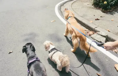 Día del Perro: Invitan a caminata perruna en el Paseo Colón en Torreón