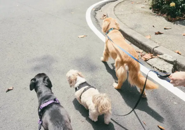 Día del Perro: Invitan a caminata perruna en el Paseo Colón en Torreón