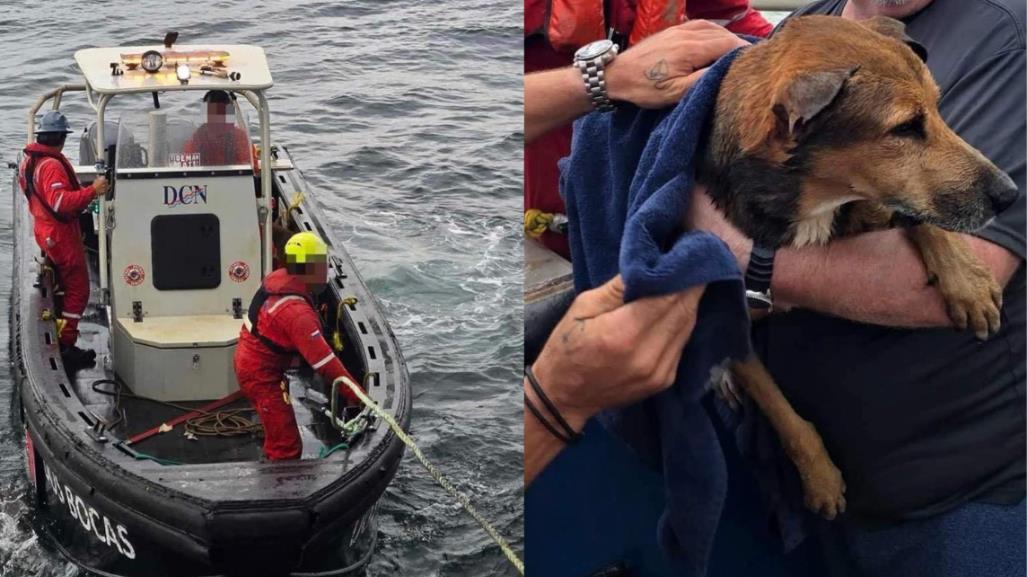 Trabajadores petroleros rescatan a perrito que nadaba en el Golfo de México