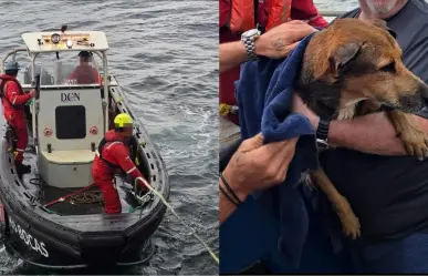 Trabajadores petroleros rescatan a perrito que nadaba en el Golfo de México