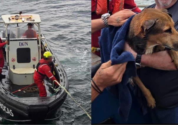 Trabajadores petroleros rescatan a perrito que nadaba en el Golfo de México