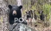 Familia de osos sorprende en cabaña de Ciénega de González, en Santiago