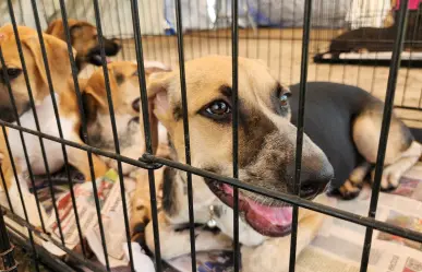 Gobierno de Escobedo promueve adopción responsable de mascotas