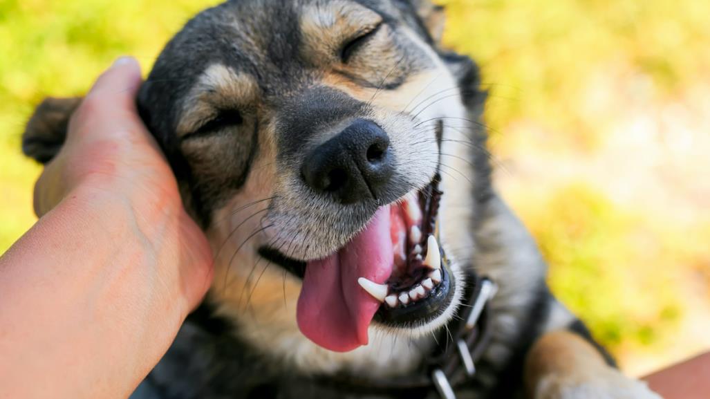 ¡Apapacha a tu perrito! Hoy es el Día Internacional del Perro