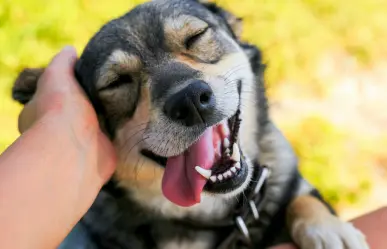 ¡Apapacha a tu perrito! Hoy es el Día Internacional del Perro