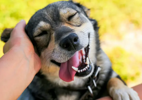 ¡Apapacha a tu perrito! Hoy es el Día Internacional del Perro