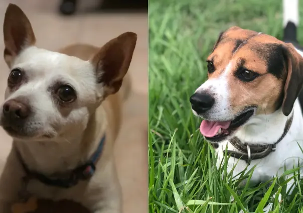 Día Mundial del Perro: Celebrando a nuestros fieles amigos de cuatro patas