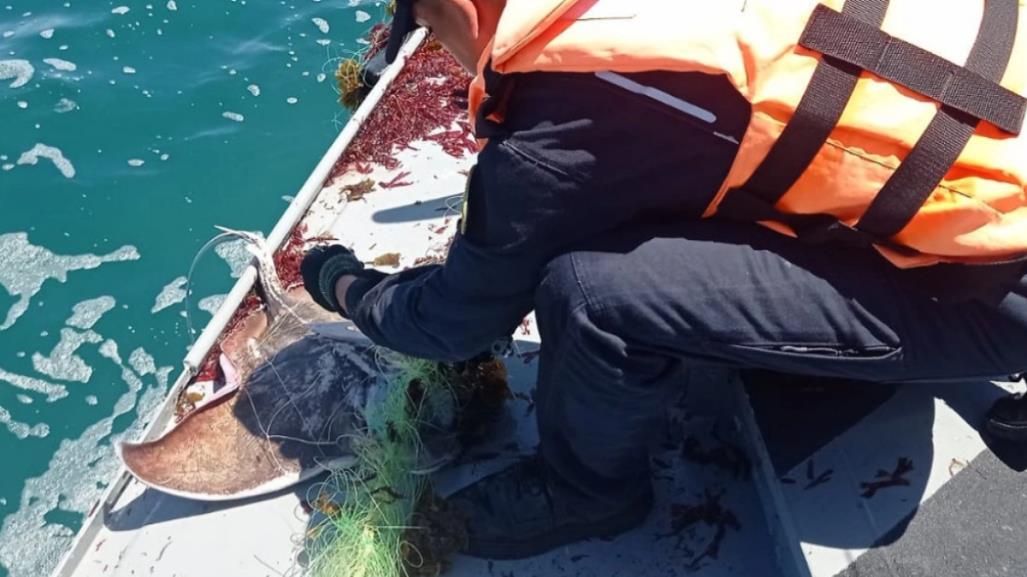 Confiscan artes de pesca prohibidas en Todos Santos y liberan mantarrayas