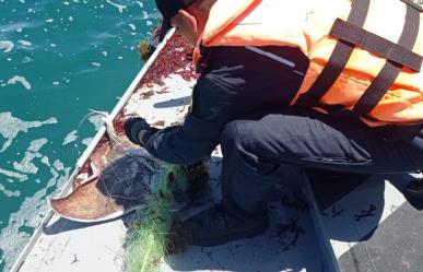 Confiscan artes de pesca prohibidas en Todos Santos y liberan mantarrayas