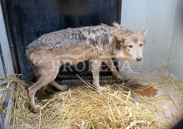 Profepa descarta maltrato a loba gris en Zoológico de Chapultepec tras denuncias