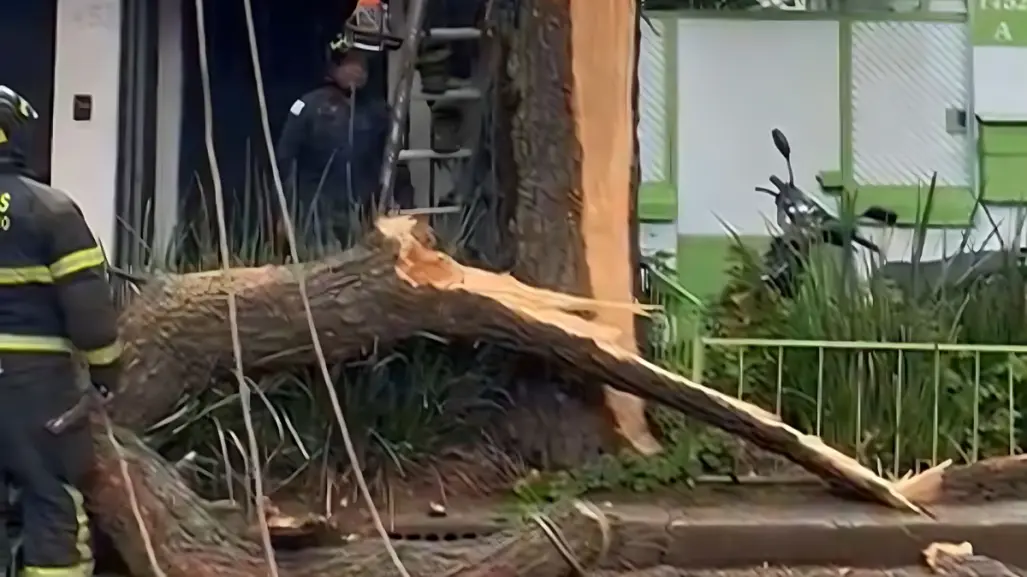 Lluvias causan caída de árbol en la colonia Del Valle Sur