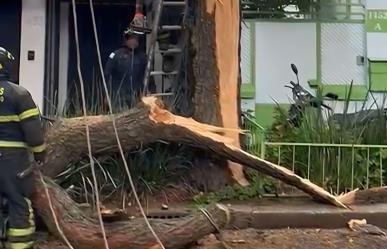 Lluvias causan caída de árbol en la colonia Del Valle Sur