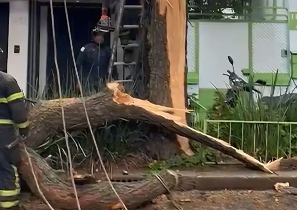 Lluvias causan caída de árbol en la colonia Del Valle Sur