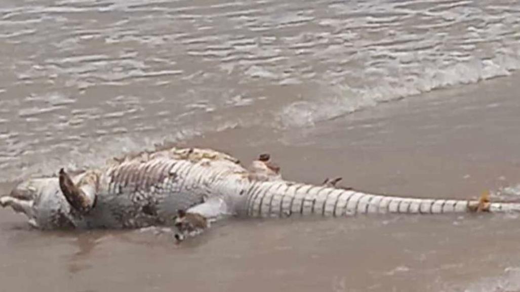 Cocodrilo muerto en Playa Miramar causa alarma