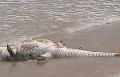 Cocodrilo muerto en Playa Miramar causa alarma