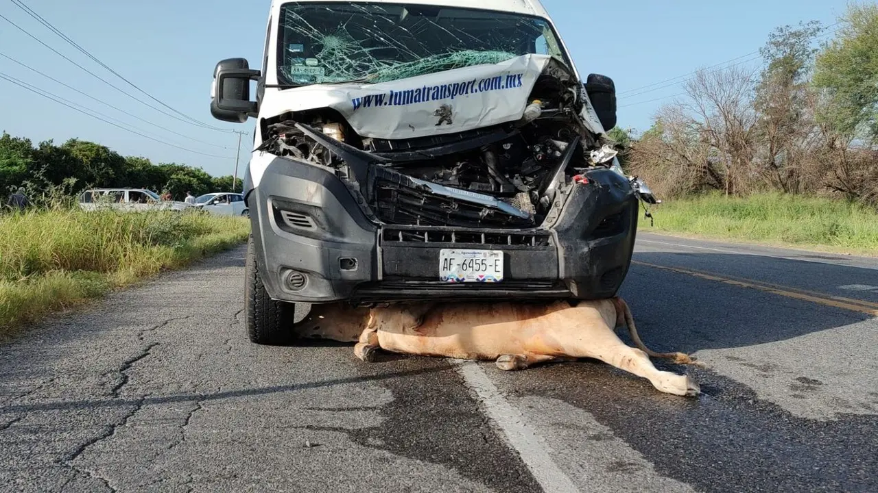 Choca contra ganado en carretera Victoria - Monterrey. Foto: SSPT