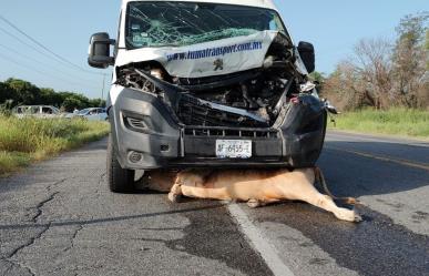 Choca contra ganado en la Victoria-Monterrey