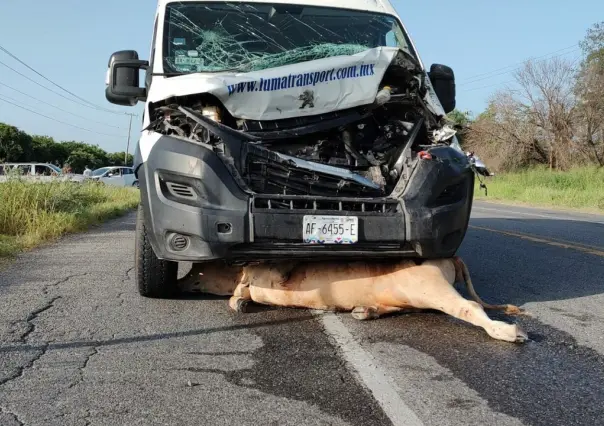 Choca contra ganado en la Victoria-Monterrey