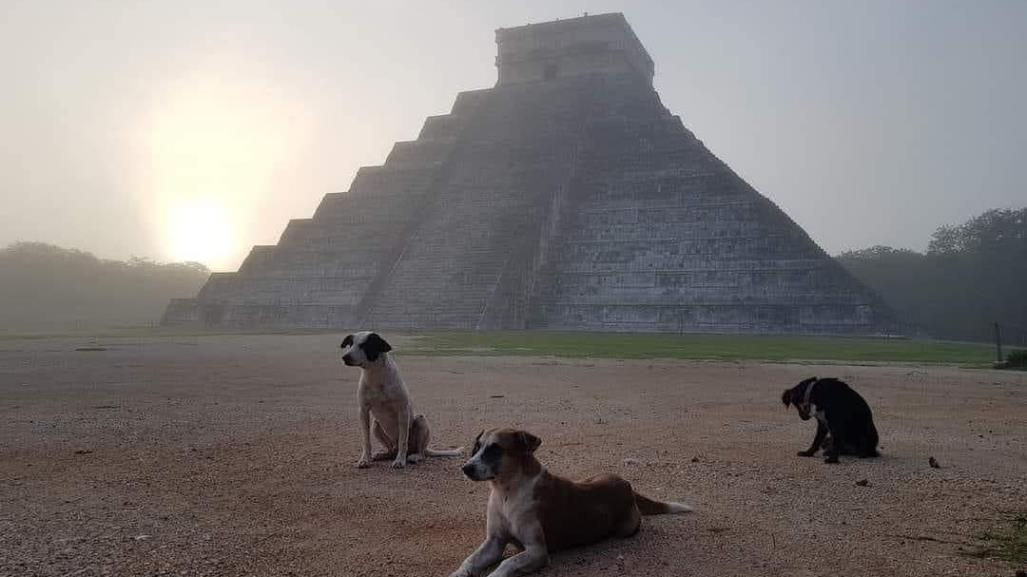 Los guardianes de Chichén Itzá: la historia de tres perritos callejeros