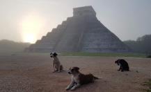 Los guardianes de Chichén Itzá: la historia de tres perritos callejeros