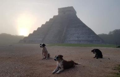 Los guardianes de Chichén Itzá: la historia de tres perritos callejeros