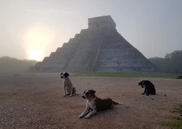 Los guardianes de Chichén Itzá: la historia de tres perritos callejeros