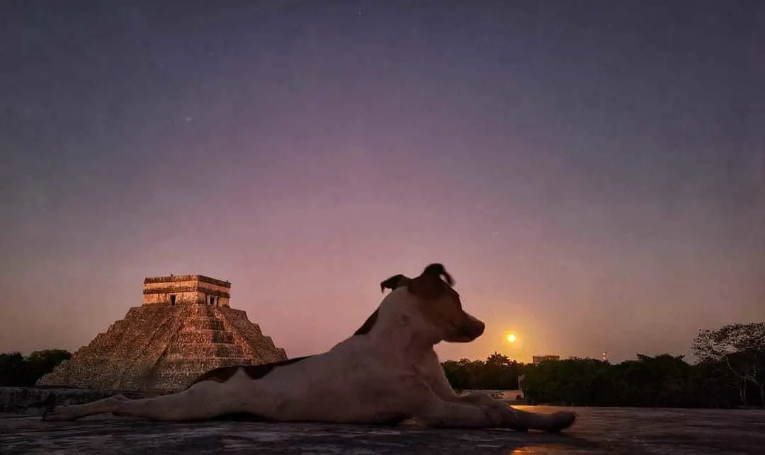 Canes sagrados de Chichén Itzá. Foto: Redes sociales X