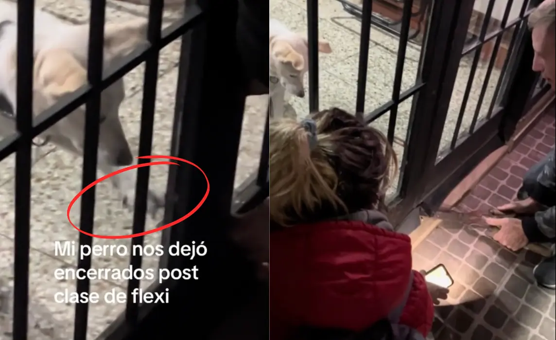 Perrito cierra la puerta del patio y deja a su dueña junto a sus alumnas, atrapadas. Foto: Captura de pantalla Tik Tok @Flexiactivabernal