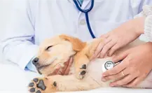 Parvovirus canino en Yucatán: ¿Qué es y cómo detectarlo en las mascotas?