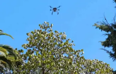¿Sabes qué tienen que ver los drones con los mangos?