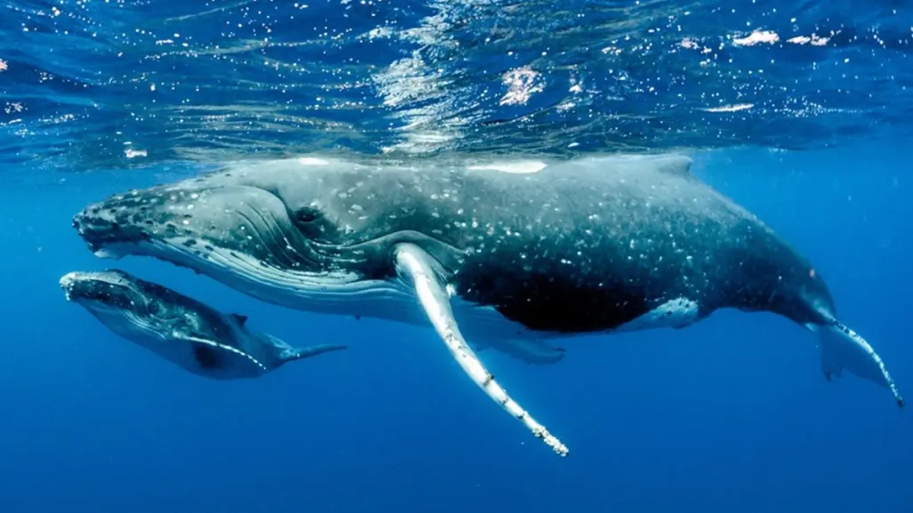 Día Mundial de las Ballenas y los Delfines: Protegiendo a los Guardianes del Mar