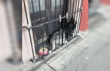 Maltrato animal: Perro es dejado entre barrotes y puerta en el centro de Durango