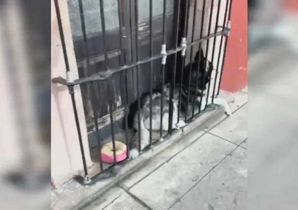 Maltrato animal: Perro es dejado entre barrotes y puerta en el centro de Durango