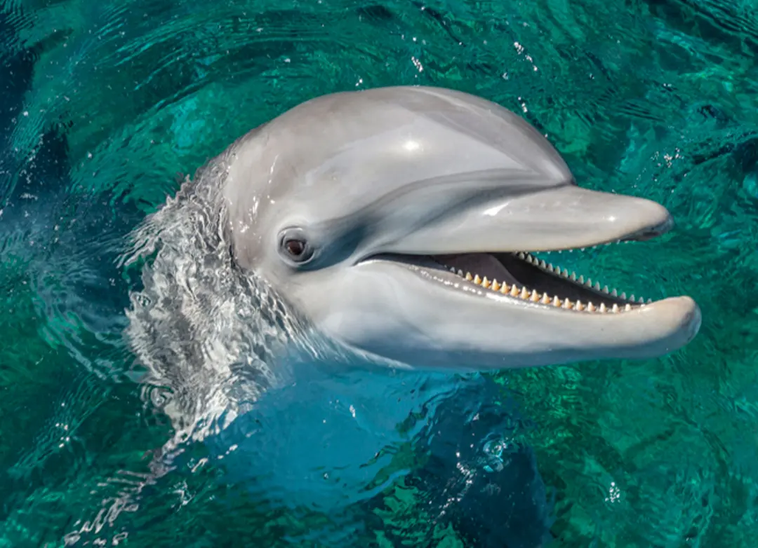 El objetivo de la fecha es hacer conciencia sobre la protección a estas especies marinas. Imagen: NatGeo