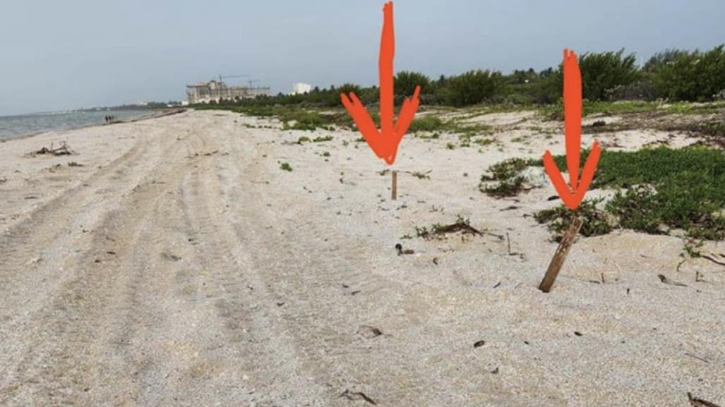 Dañan nidos de tortuga en playas de Telchac