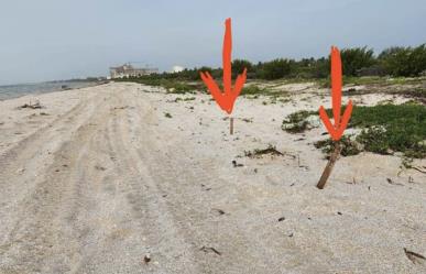 Dañan nidos de tortuga en playas de Telchac