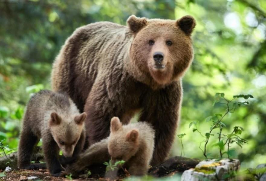 Familia de osos pardos en un bosque de Eslovaquia. Foto: La Nación.