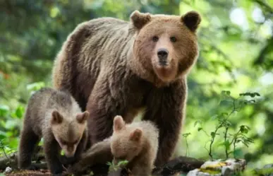 Matan a más de 40 osos pardos en Eslovaquia para evitar ataques