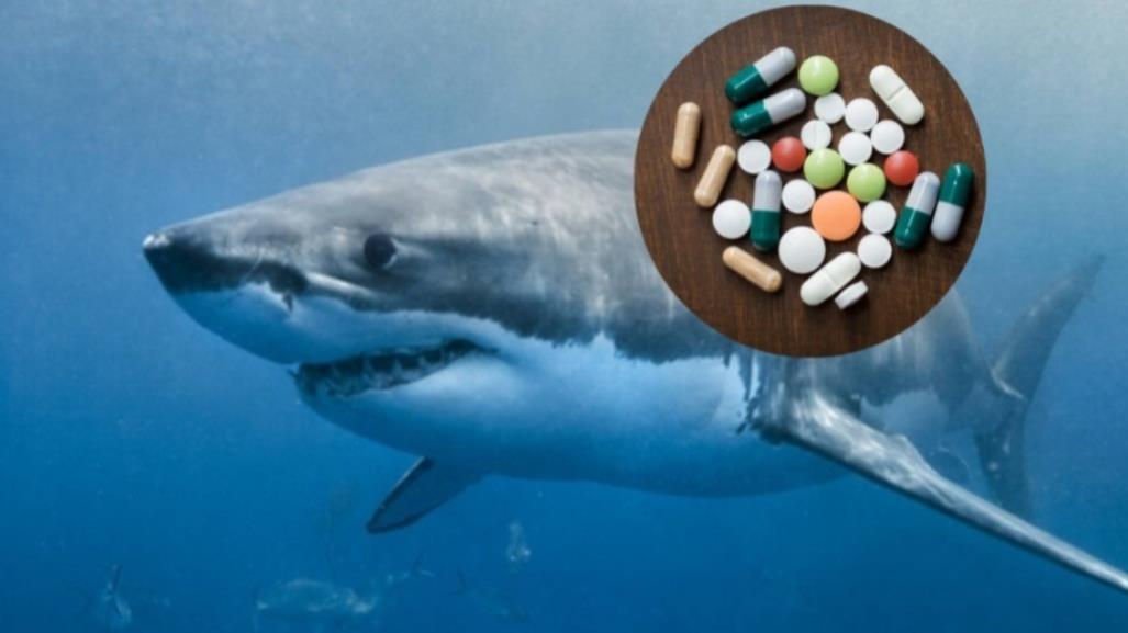 ¿Tiburones intoxicados con droga? Esto sabemos