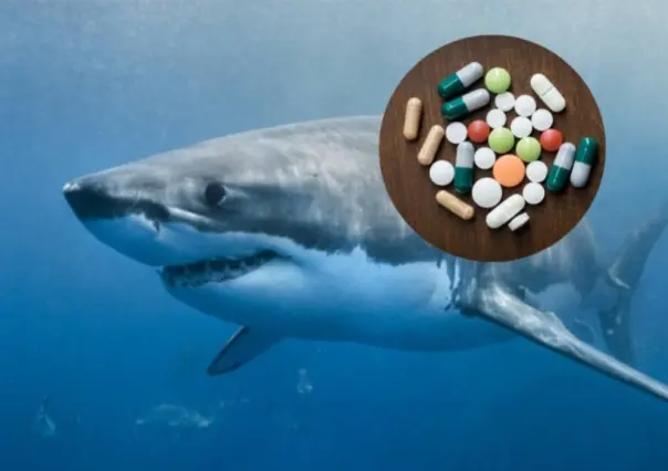 ¿Tiburones intoxicados con droga? Esto sabemos