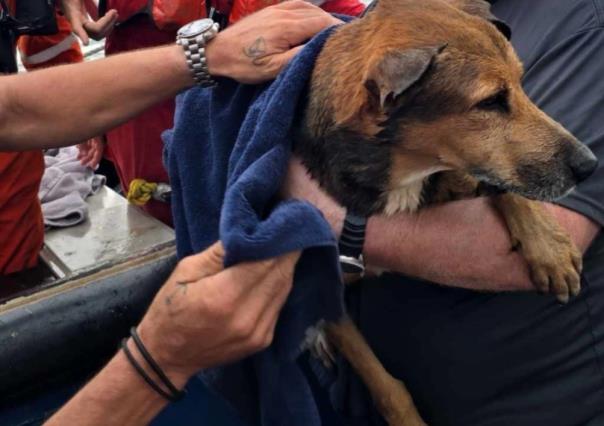 Salvan a perro que naufragaban en el Golfo de México