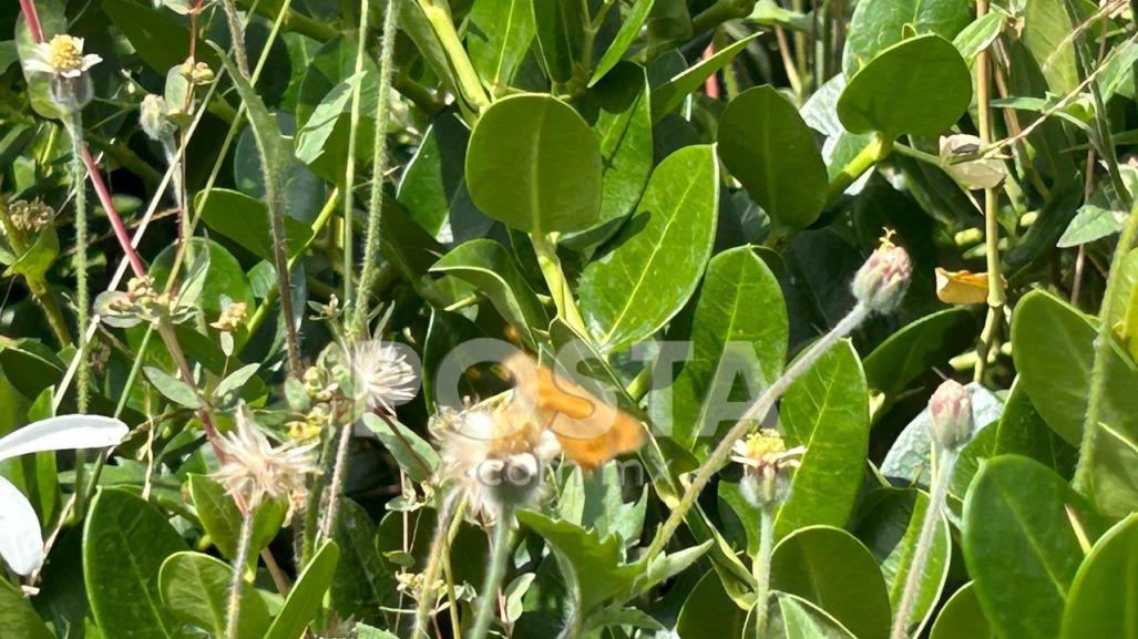 Invaden mariposas calles de Monterrey, ¿las has visto?