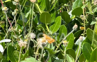 Invaden mariposas calles de Monterrey, ¿las has visto?