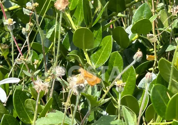 Invaden mariposas calles de Monterrey, ¿las has visto?