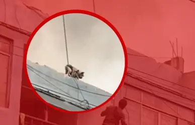 Heroico rescate de un perrito atrapado en un incendio (VIDEO)