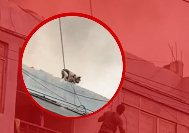 Heroico rescate de un perrito atrapado en un incendio (VIDEO)