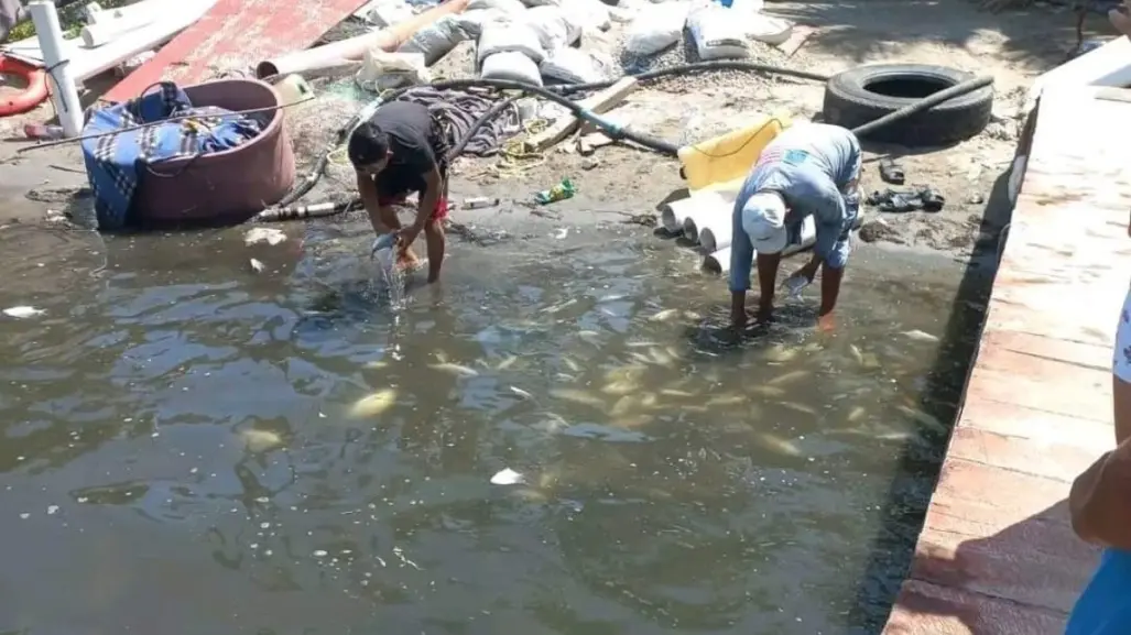 Aparecen peces muertos en Paraíso Tabasco; culpan a Refinería Olmeca