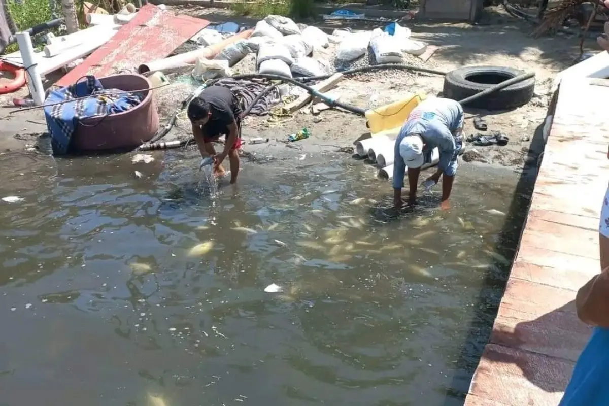 Pescadores sacando a los peces muertos Foto: Cortesía