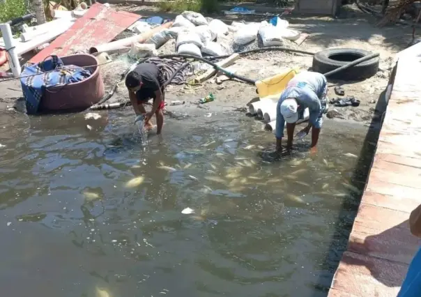 Aparecen peces muertos en Paraíso Tabasco; culpan a Refinería Olmeca