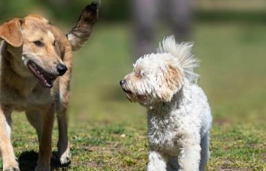 Realizarán jornada de esterilización gratuita para perros en Torreón